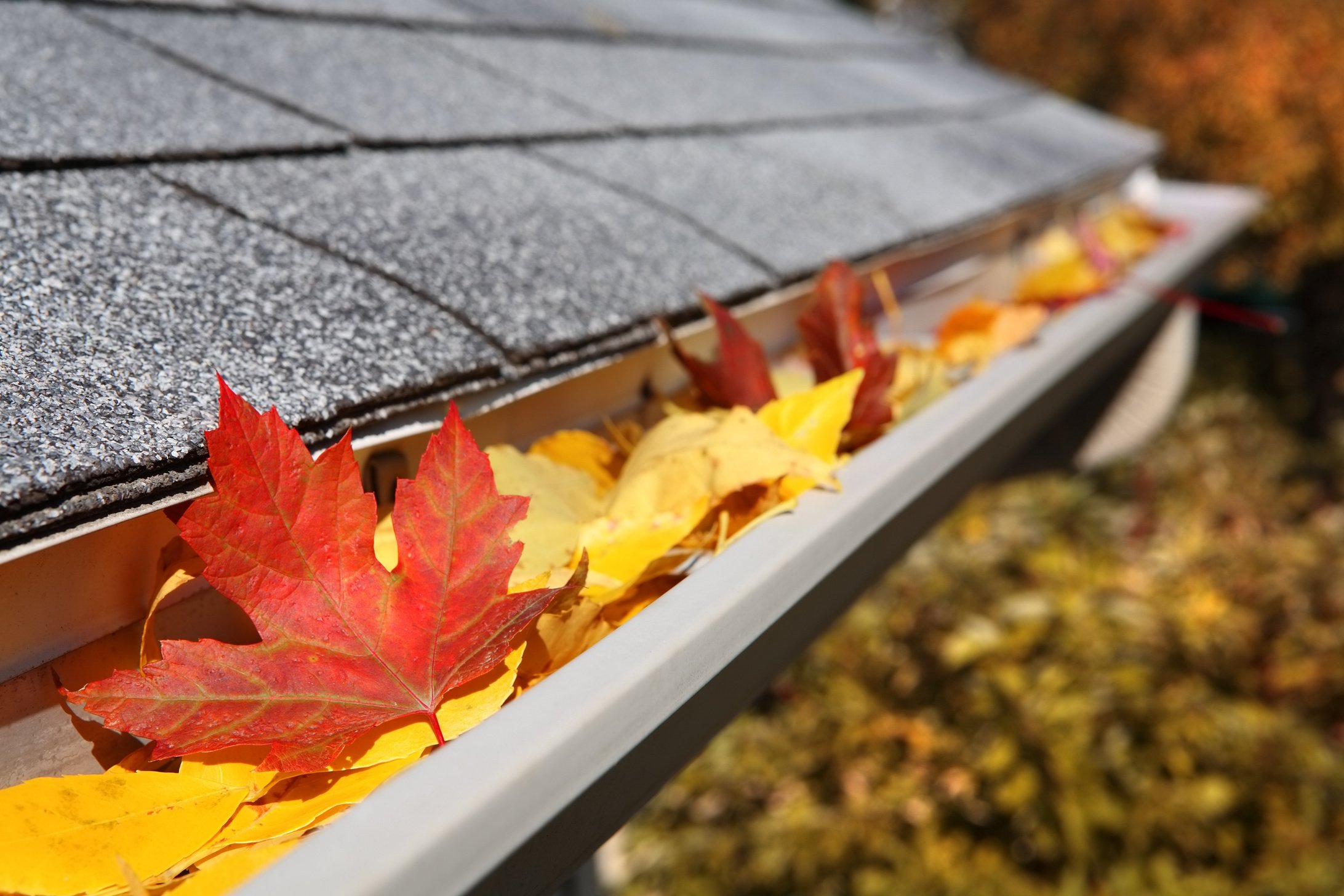 Rain Gutter Full of Leaves